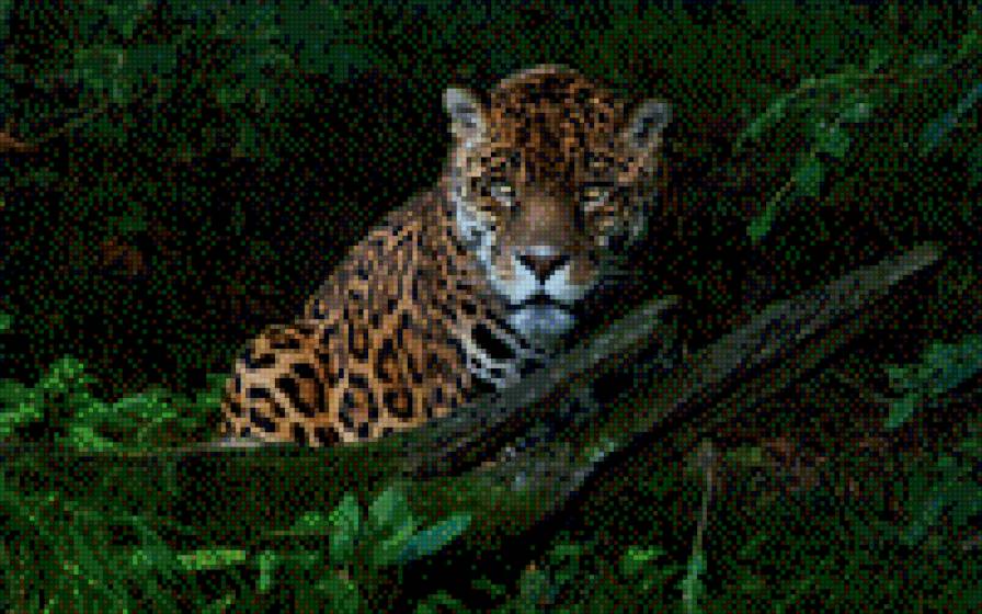 леопард - предпросмотр