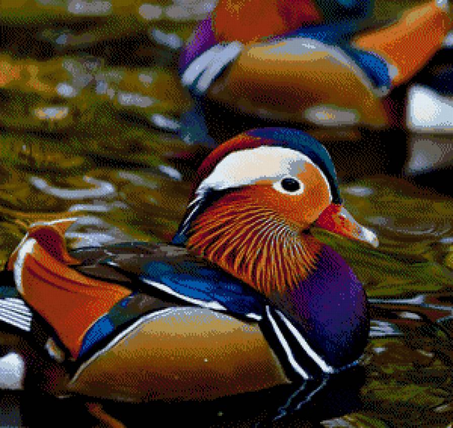 Мандаринка-утка - уточка - предпросмотр