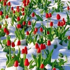 Тюльпаны на снегу