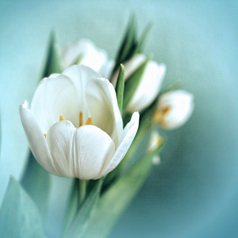 белые тюльпаны - макро, белый, цветы, тюльпан - оригинал