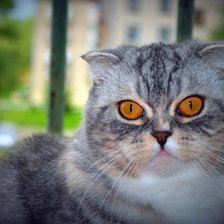 Схема вышивки «Бонечка»