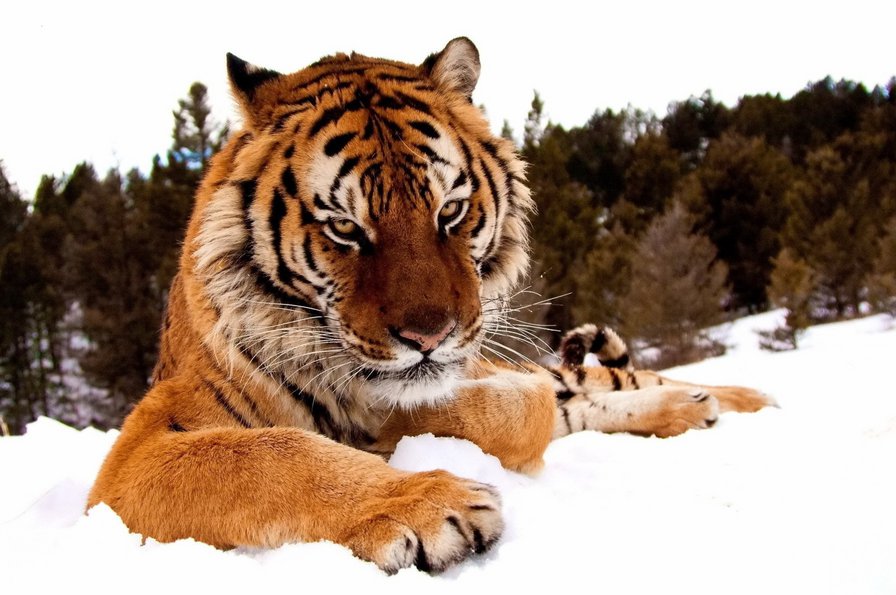 тигр на снегу - снег, тигр - оригинал