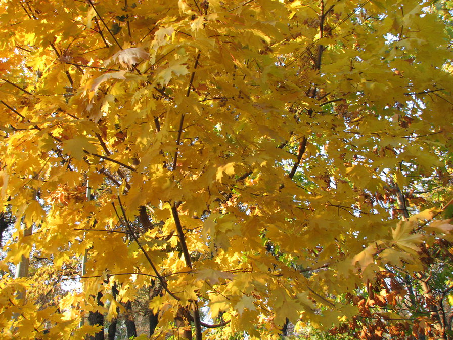 Осень - парк, осень, листопад - оригинал