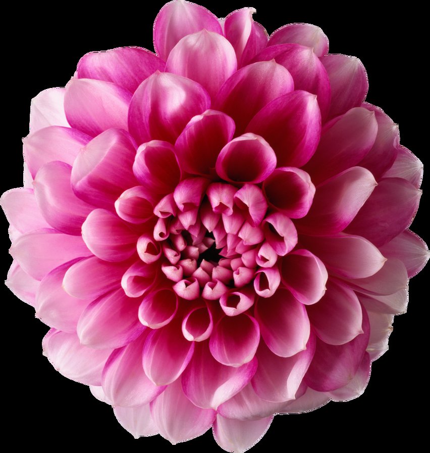 Георгин - цветы - оригинал