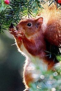 0003 - оригинал