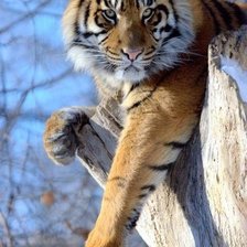 Схема вышивки «0007»