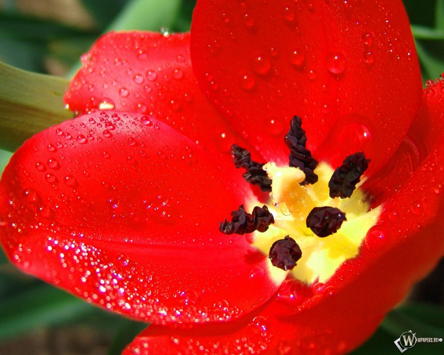 тюльпан - оригинал