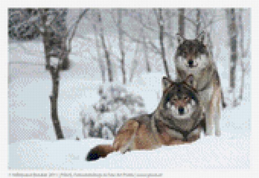 Волки в снегу - белое, снег, волки, лес, двое - предпросмотр