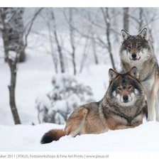 Волки в снегу