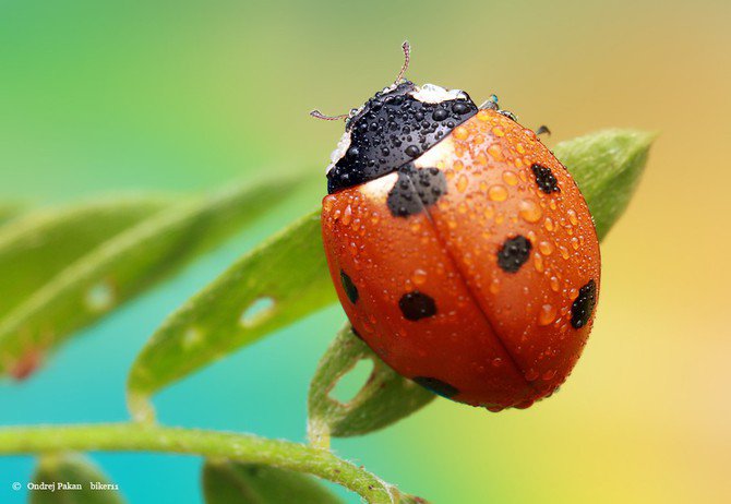 божья коровка - оригинал