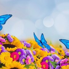 Схема вышивки «бабочки на цветах»