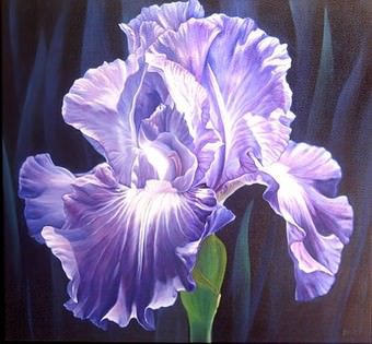 Ирис - цветы - оригинал