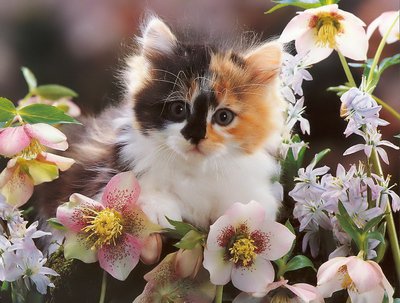 Котенок - котенок, цветы - оригинал