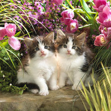 Схема вышивки «милые котята»