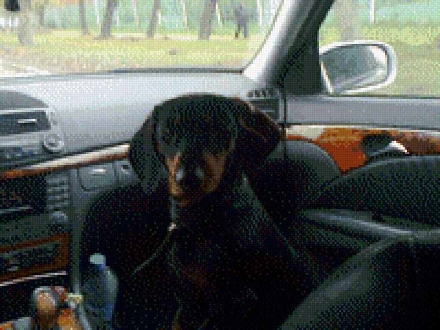 такса - предпросмотр