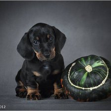 Схема вышивки «таксенок»