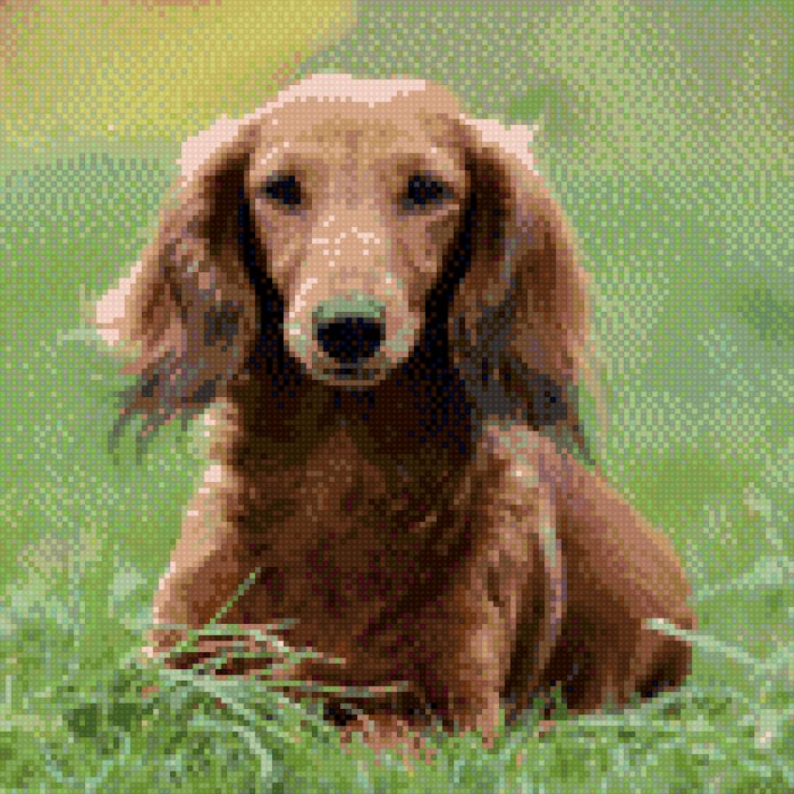 Такса длинношерстная в траве - такса длинношерстная - предпросмотр