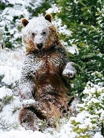 0011 - оригинал