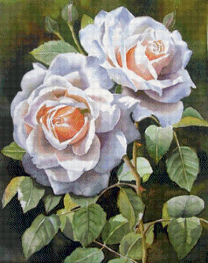 розы - предпросмотр