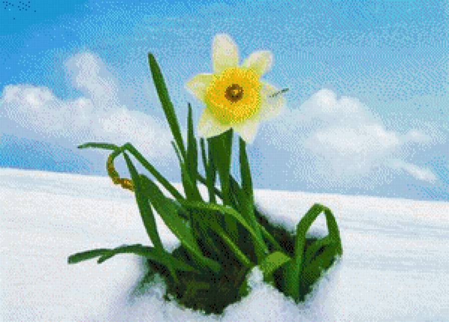 нарцисс  из под снега - снег, цветок - предпросмотр