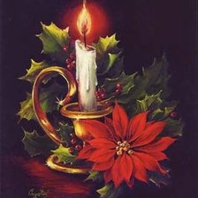 коледна звезда