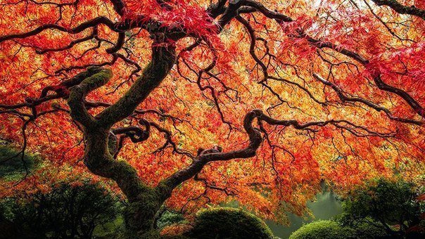 Японский сад в США - природа - оригинал