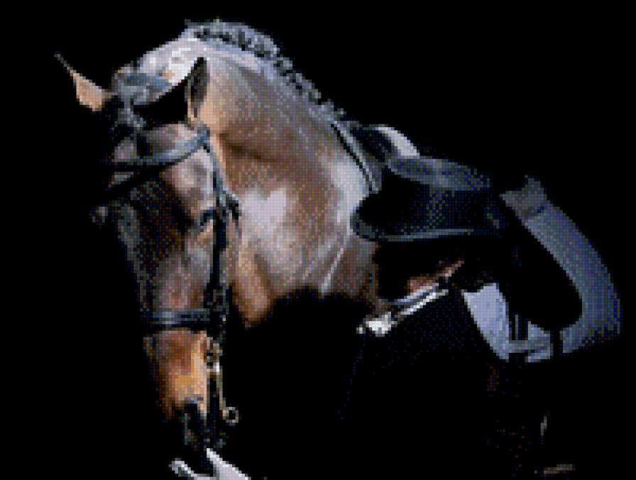 выездка2 - лошадь, всадница, конный спорт - предпросмотр