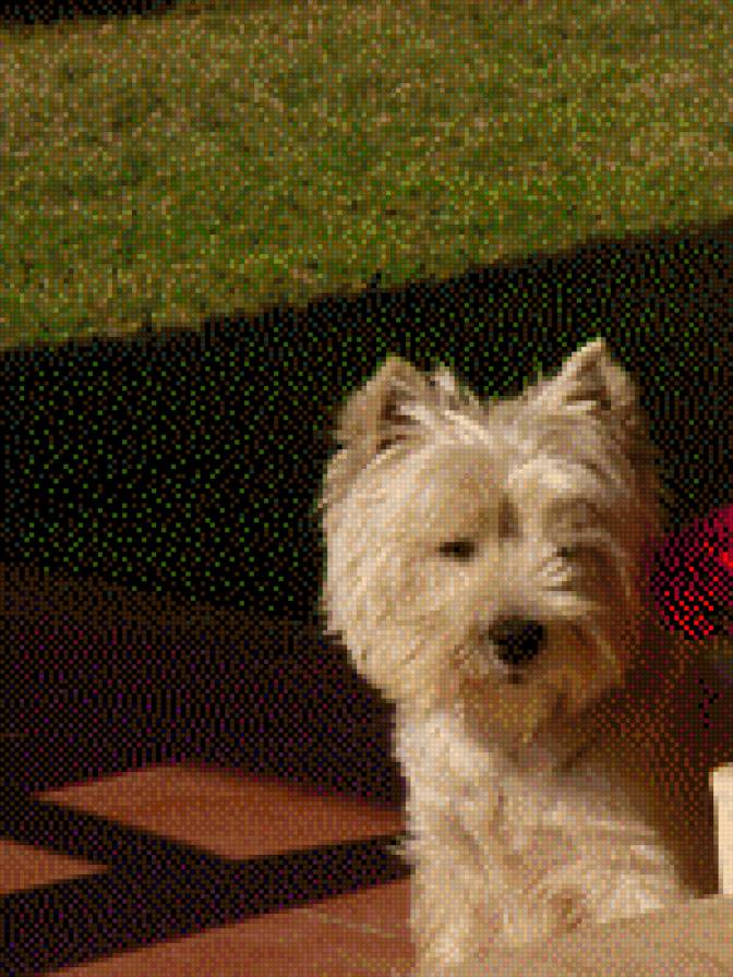 Мой любимый пёс Джонни - собака, животное, друг, вести - предпросмотр