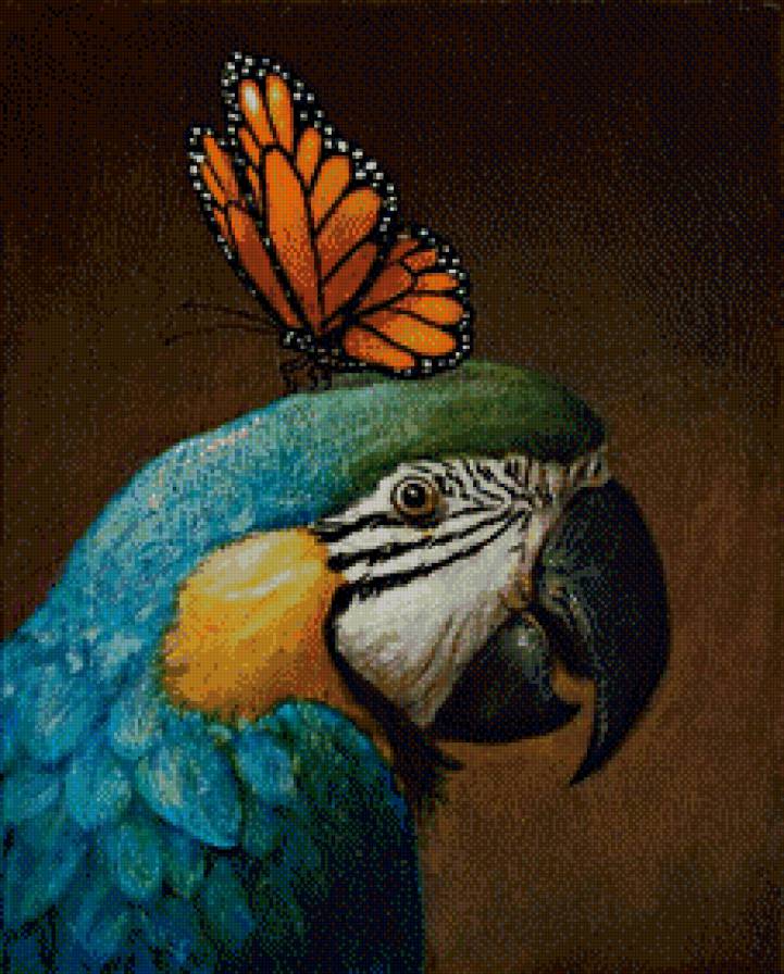 Попугай и бабочка. - бабочка, попугай - предпросмотр