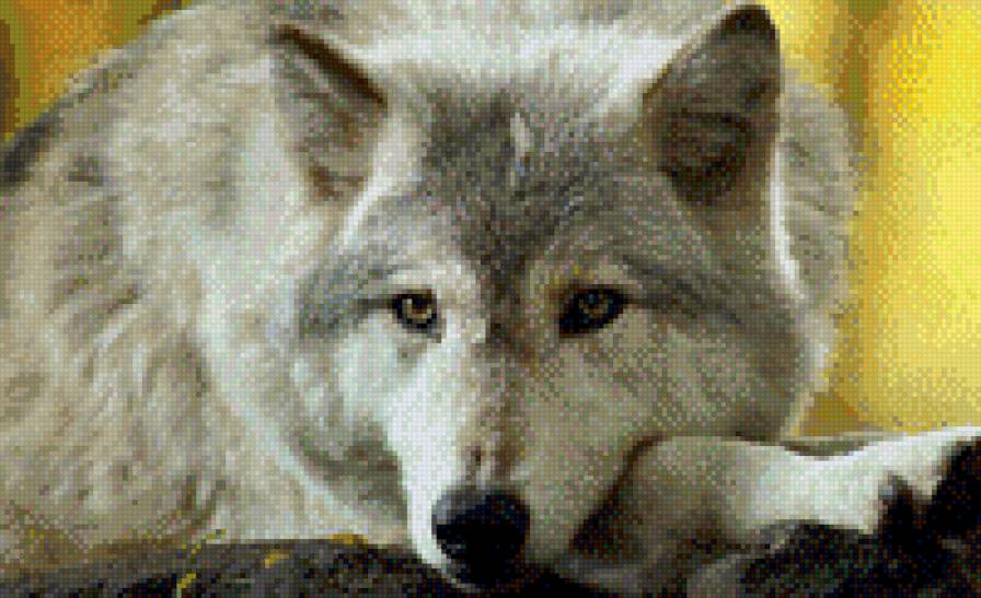 №1102155 - волк - предпросмотр