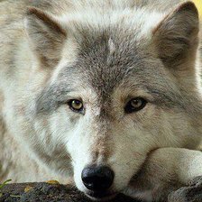 Схема вышивки «№1102155»