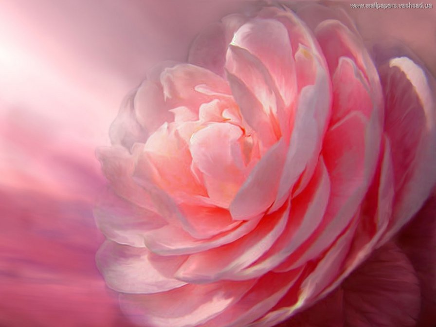 Роза и солнце - оригинал