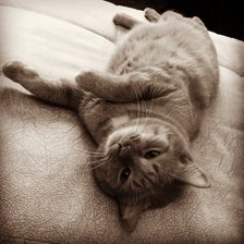 Схема вышивки «Кот»