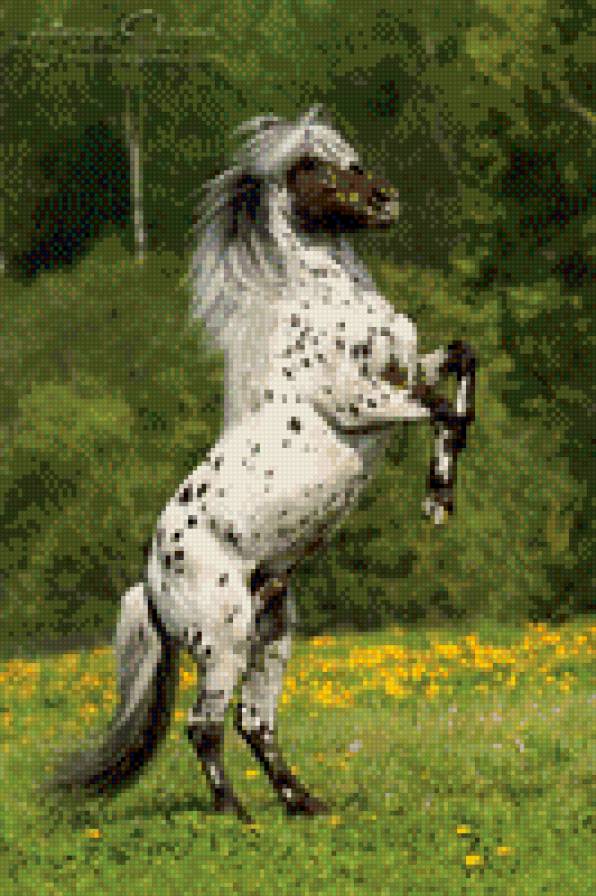 Лошадка  пятнышках. - лошадь, лошади, пегая лошадь - предпросмотр