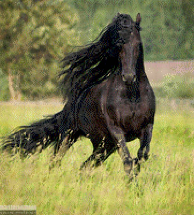 Фризская лошадь. - лошади, фриз, фризская порода лошадей, лошадь - предпросмотр