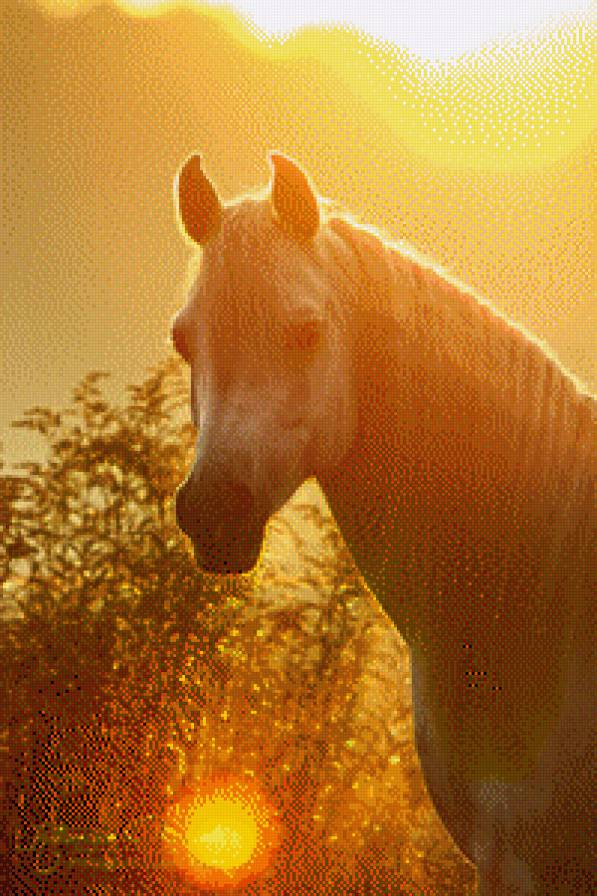 Лошадь - солнышко, лошадь, утро, солнце, лошади - предпросмотр
