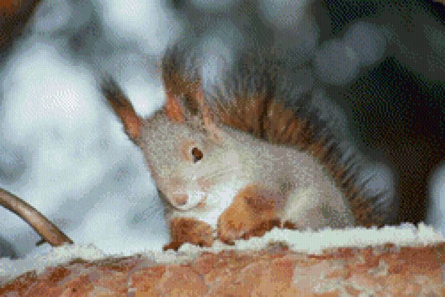 Белочка - белочка - предпросмотр