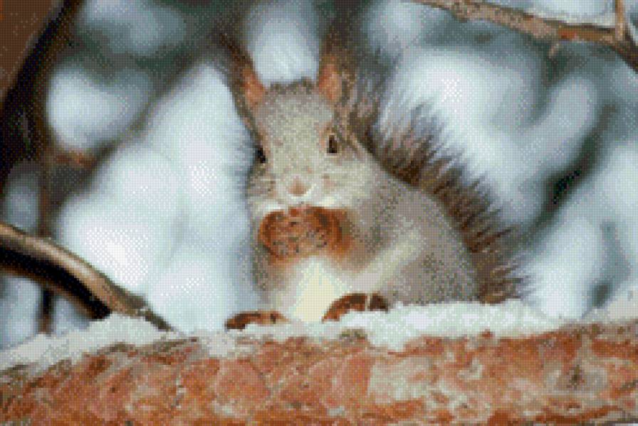 Белка в лесу - белочка - предпросмотр