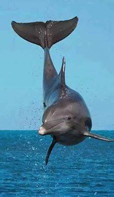 delfin - оригинал