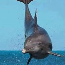 Схема вышивки «delfin»