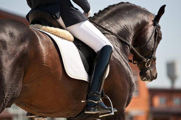 выездка3 - животные, лошадь, конный спорт - оригинал