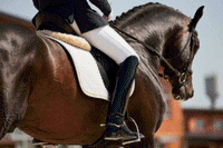 выездка3 - лошадь, конный спорт, животные - предпросмотр