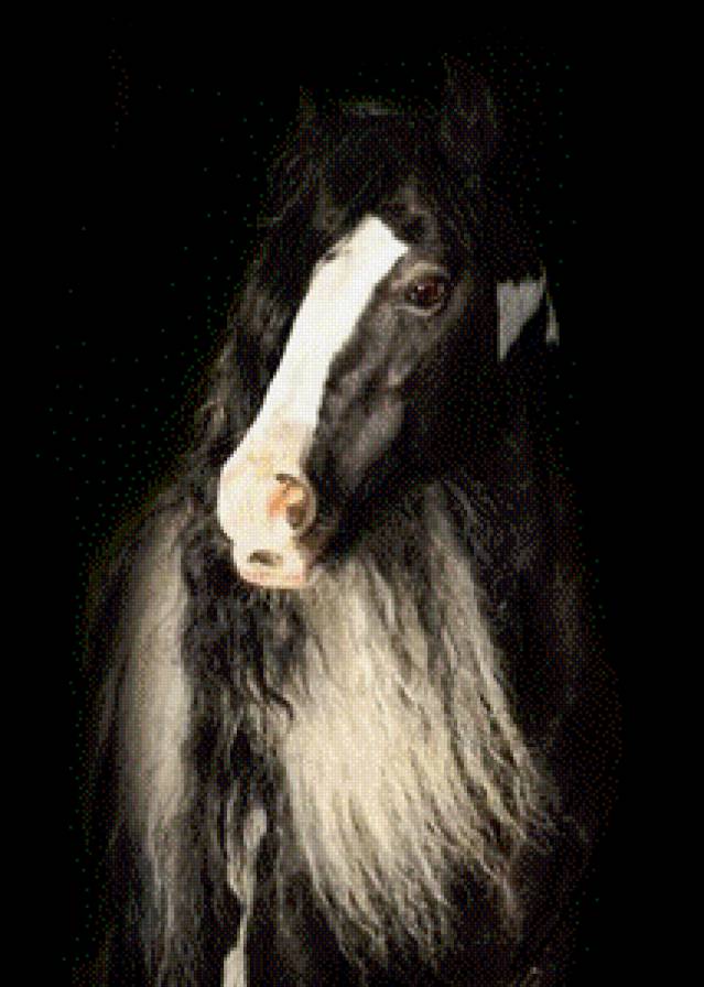 Лошадь породы тинкер. - тинкер, лошади, лошадь - предпросмотр