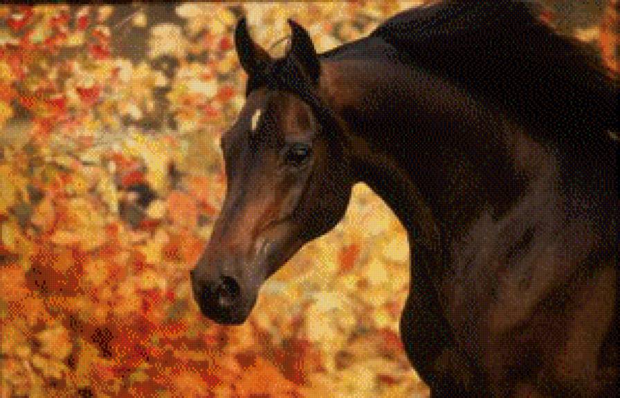 Лошадь - лошади, лошадь, осень - предпросмотр