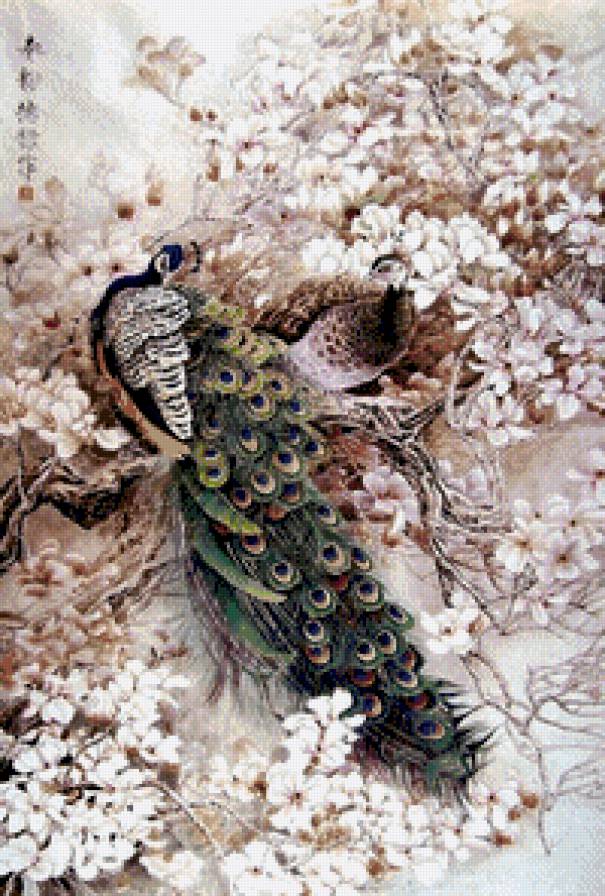 павлины - павлины - предпросмотр