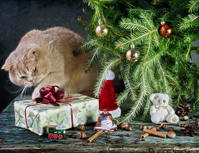 новогодний подарок - праздник, подарок, елка, котик - оригинал