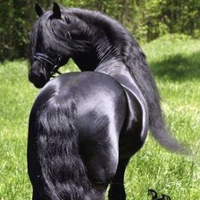 Лошадь фризской породы.