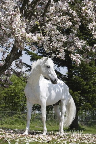 Лошадь - лошадь, цветы, весна, жеребец - оригинал