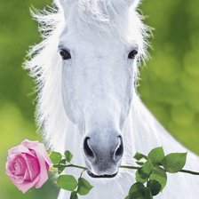 Схема вышивки «Лошадь с розой»