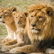 Схема вышивки «lomuka»